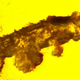 An ancient tardigrade found trapped in Dominican amber.